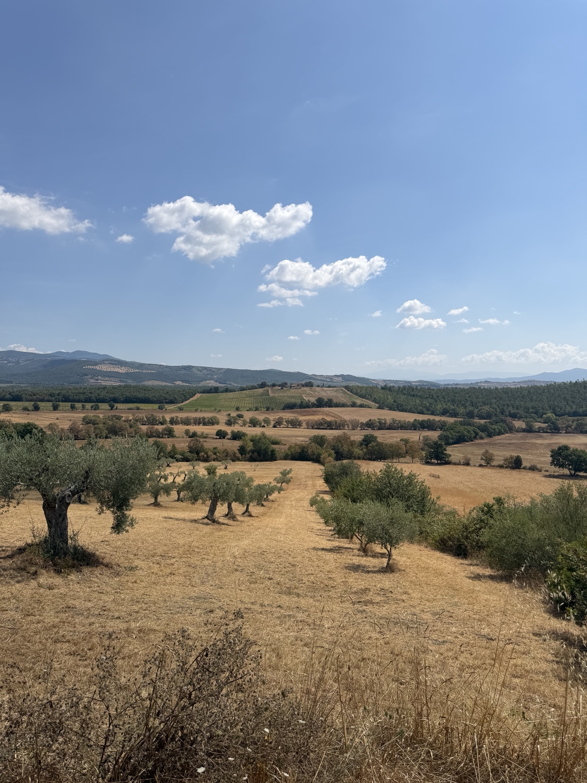 Mediterrane Landschaft mit Olivenbäumen